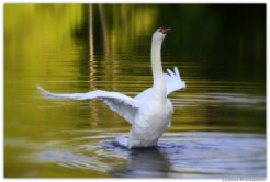View the Swan Song Gallery by clicking here